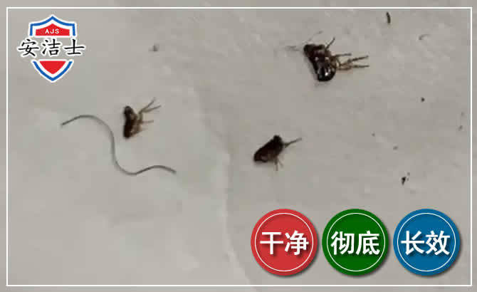 乐东跳蚤防治-灭跳蚤