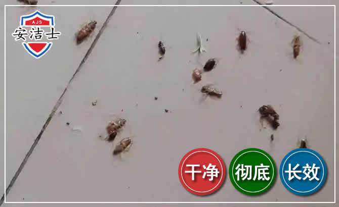 乐东蟑螂防治-灭蟑螂