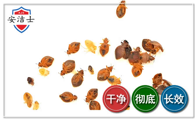乐东臭虫防治-消灭臭虫